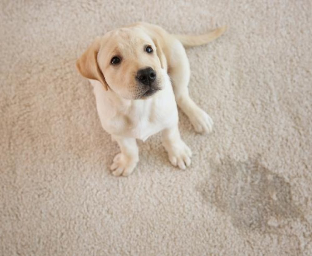 Pet Urine Decontamination