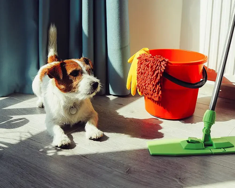 Pet Urine Decontamination